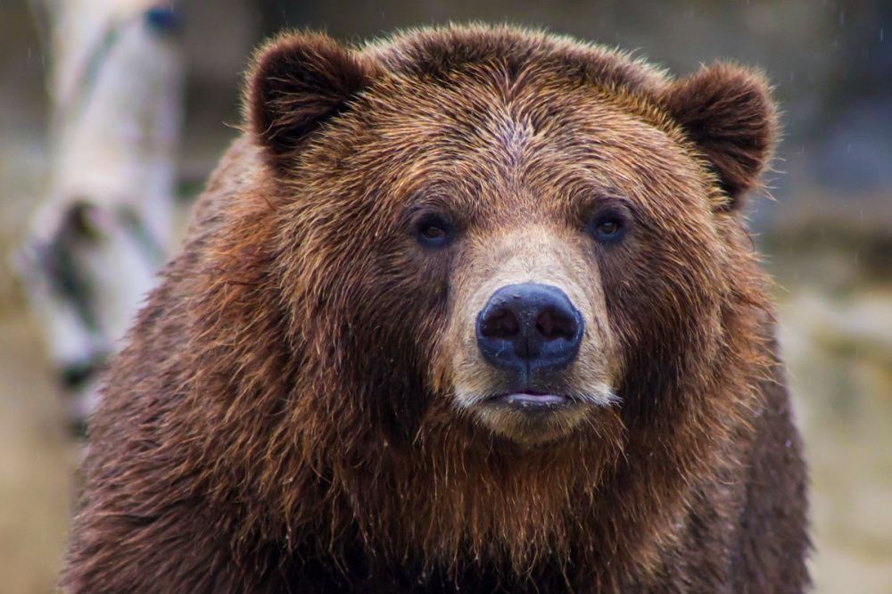Охота на медведя запрещена в Нижегородской области с 1 января