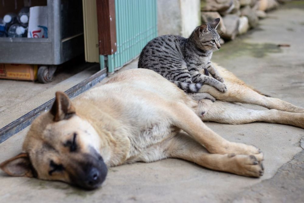 Фото Мобилизованным нижегородцам посоветовали сдавать домашних животных в приюты - Новости Живем в Нижнем