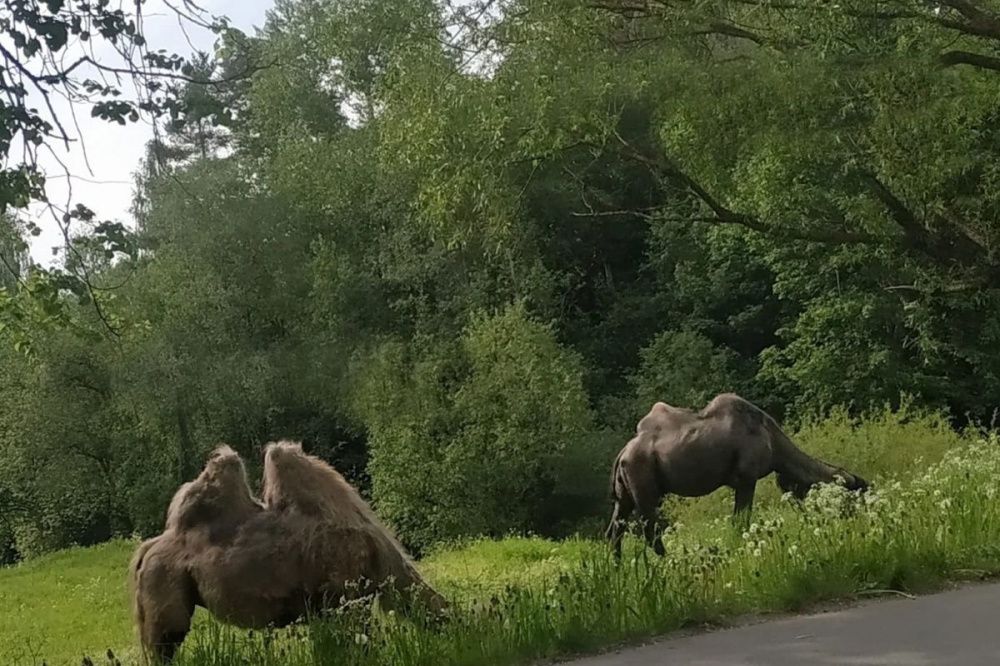 Нижегородцы увидели гуляющих верблюдов на Щелоковском хуторе