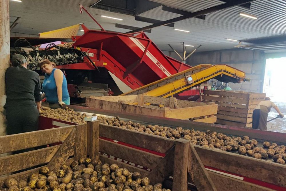 Нижегородская область полностью обеспечивает себя зерном и картофелем