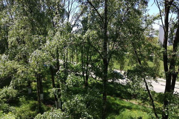 Сто деревьев спилят в Нижнем Новгороде из-за сноса столовой НГТУ