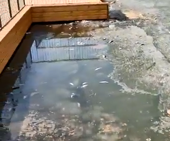 Массовая гибель окуней произошла в озере Кабацкое в Богородске 