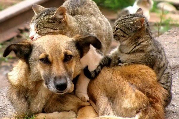 В Министерстве природы России подняли проблему защиты и помощи бездомным животным