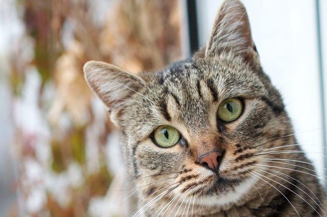 Котокафе в Нижнем Новгороде раздает кошек в связи с закрытием