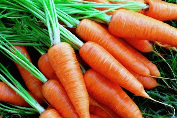 Фото В Нижегородской области продавалась морковь с превышением по нитратам - Новости Живем в Нижнем
