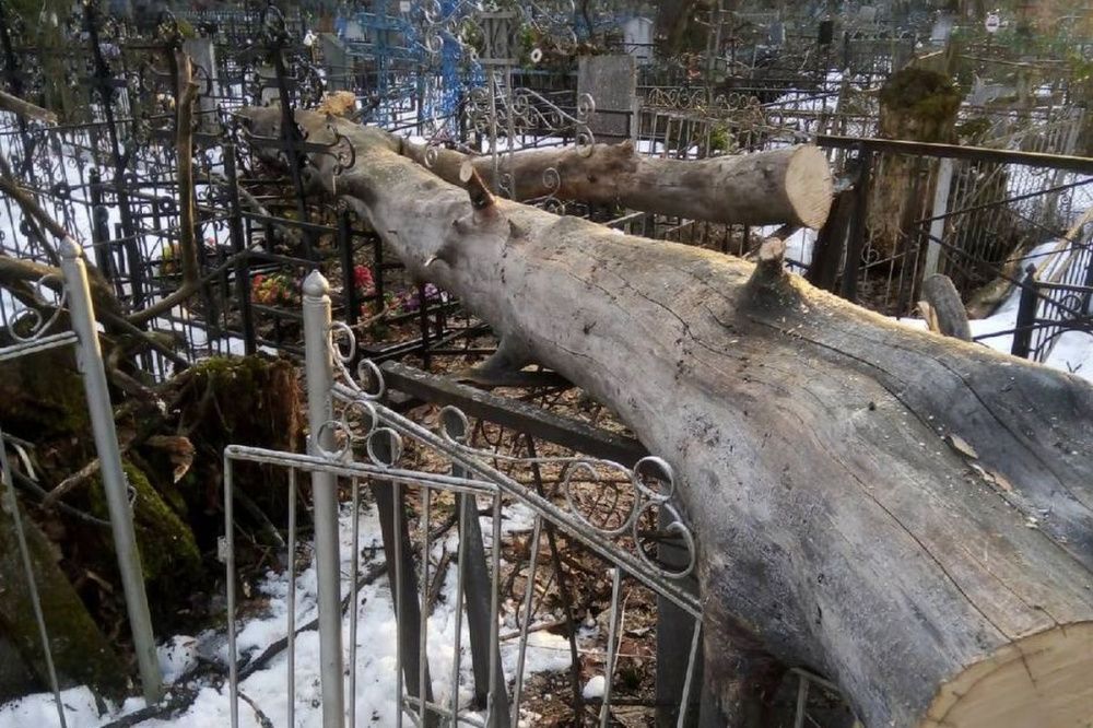 Неизвестные завалили могилы и кресты на павловском кладбище спиленными деревьями