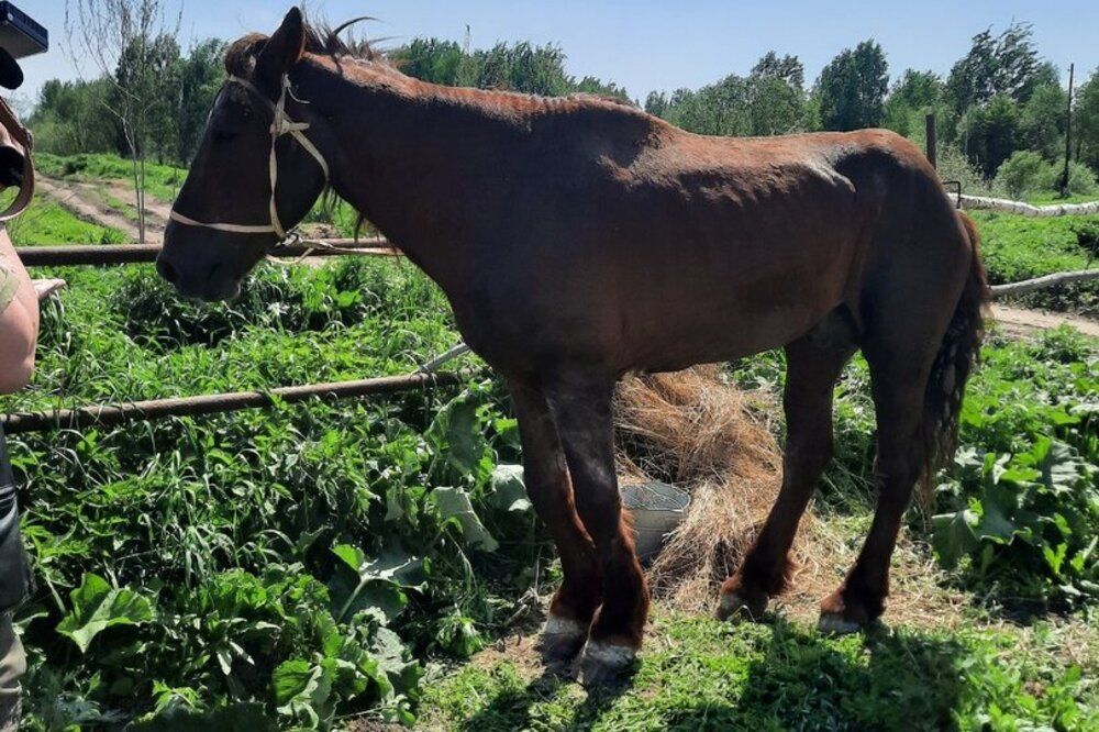 Борские ветеринары отрицают необходимость спасения брошенной хозяевами лошади
