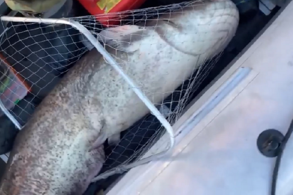 44-килограммового сома вытянули рыбаки в Нижегородской области