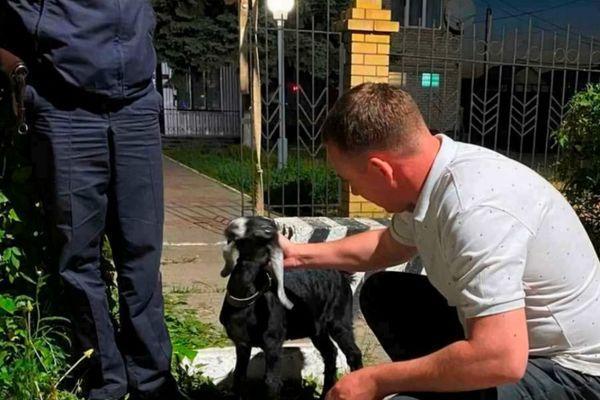 Полицейские нашли похищенную у жительницы Нижегородской области козу нубийской породы