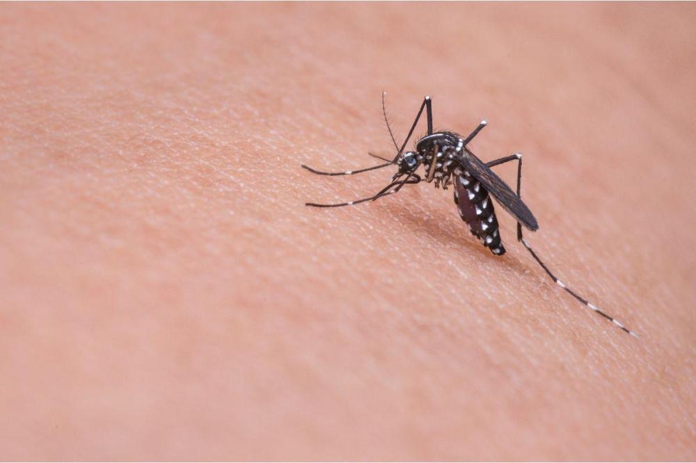 Причиной появления комаров в больнице №29 Нижнего Новгорода стала влага в подвале
