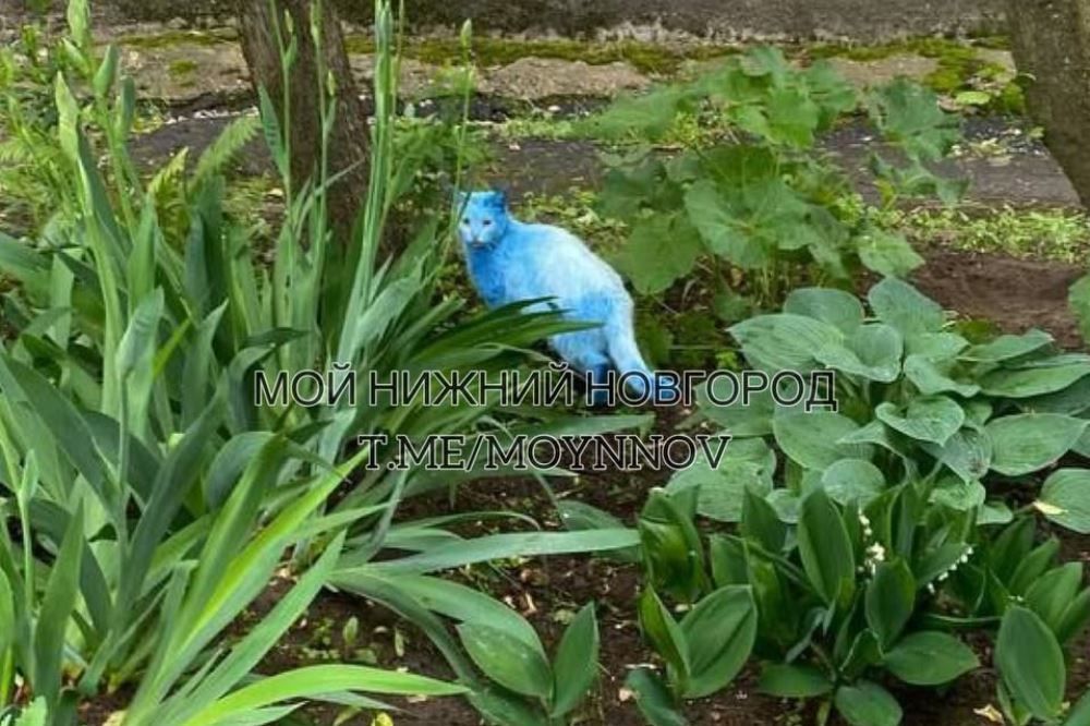 Нижегородцы поделились фотографиями синего кота в ЖК «Октава»