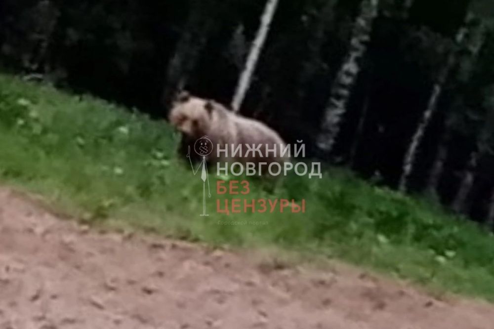 Медведи стали выходить к жилым домам на севере Нижегородской области