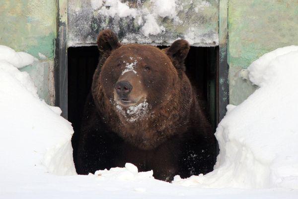 Бурый медведь Балу из нижегородского зоопарка «Лимпопо» проснулся после зимней спячки