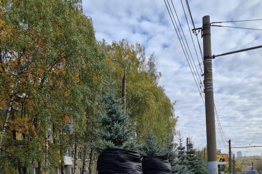Фото Молодые ели с улицы Сусловой пересадили в сквер на проспекте Гагарина - Новости Живем в Нижнем