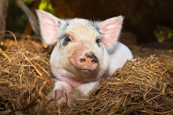 Африканскую чуму свиней обнаружили в Навашинском районе