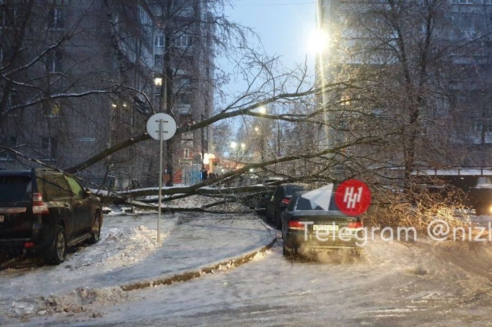 575 деревьев упало в Нижнем Новгороде за минувшие сутки