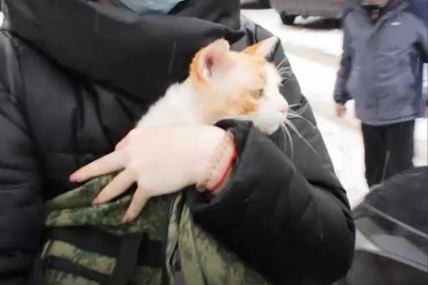 Спасенного из «пластикового» плена кота забрали домой хозяева