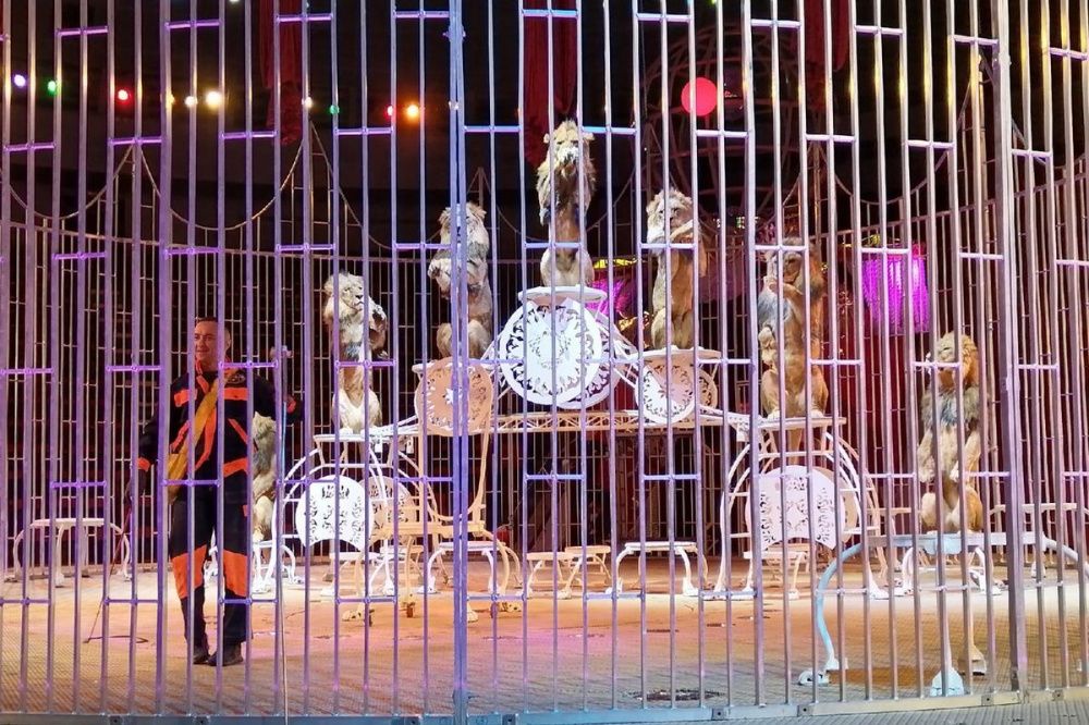 Мастер-класс для воспитанников цирковых кружков провели в Нижегородском цирке