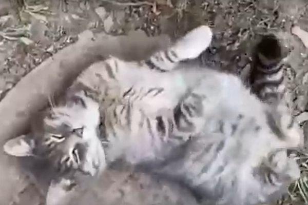 Нижегородка спасла кота с московского кладбища