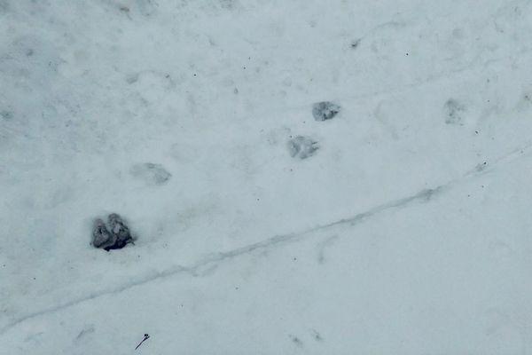 Волки нападают на собак в Шахунском районе Нижегородской области