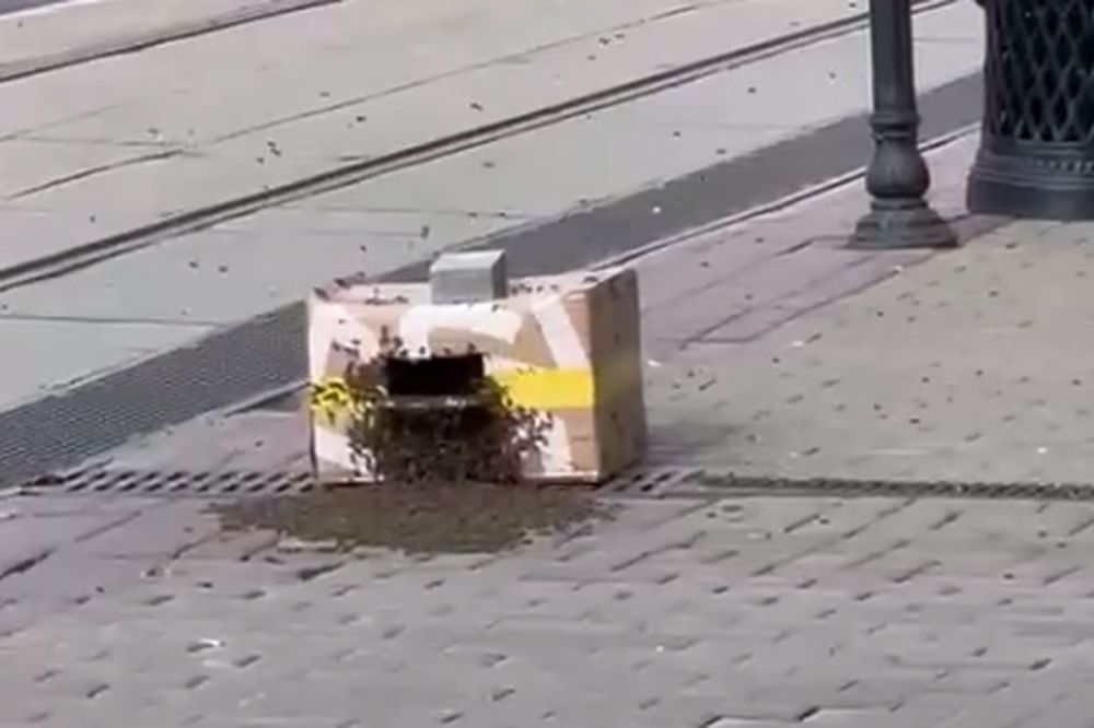 Брошенную коробку с пчелами обнаружили в центре Нижнего Новгорода 3 июня