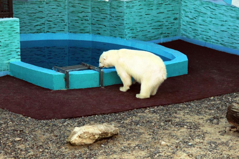 Белая медведица протестировала новый вольер в нижегородском зоопарке «Лимпопо»