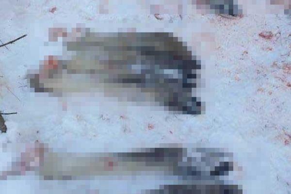 В Нижегородской области браконьеры убили семью лосей