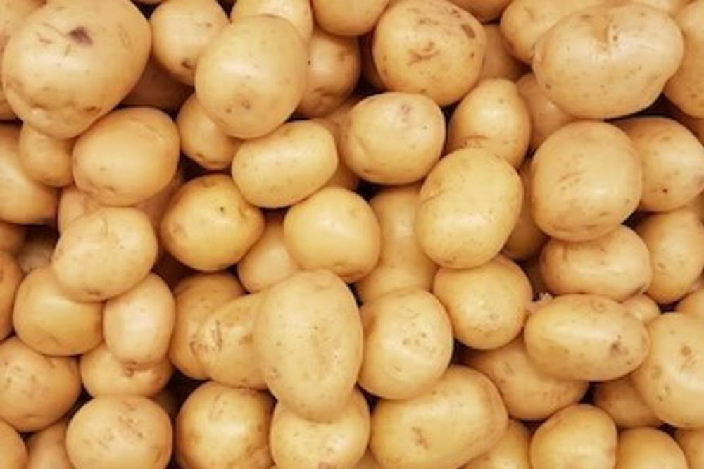 Фото Почвы в пяти районах Нижегородской области заражены картофельной нематодой - Новости Живем в Нижнем