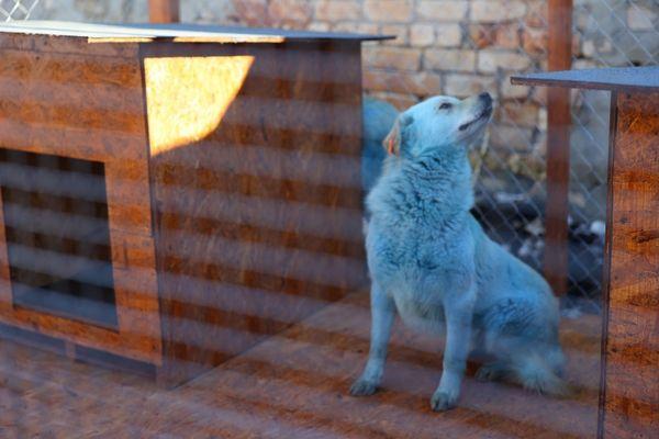 Две синие собаки обрели новых хозяев и дом на территории администрации Дзержинска