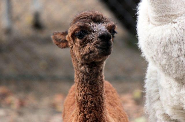 Фото В нижегородском зоопарке «Лимпопо» родился детеныш альпаки - Новости Живем в Нижнем