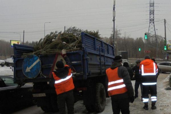 Противозаконную продажу новогодних елей ликвидировали в Приокском районе Нижнего Новгорода