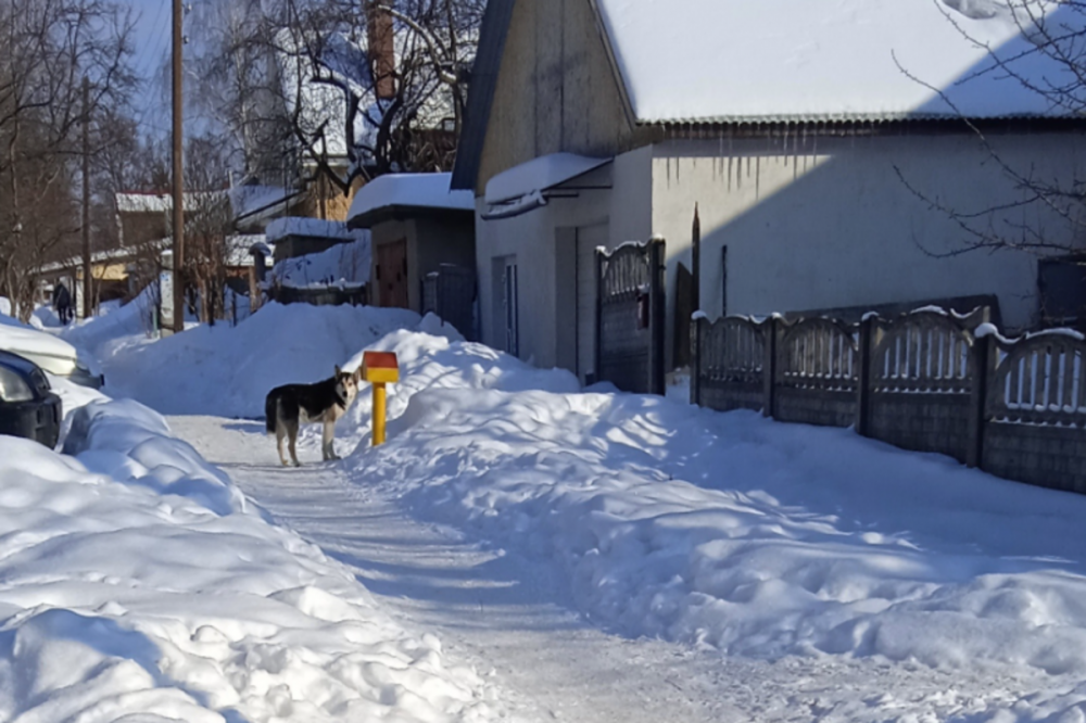 Три собаки на самовыгуле пугают жителей Советского района