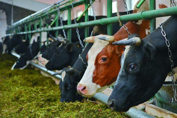 21 животноводческий комплекс откроют в Нижегородской области в 2021 году