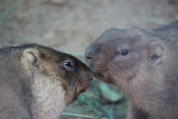 Сурки Мася и Масик проснулись в зоопарке «Лимпопо» в Нижнем Новгороде