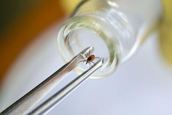 Более 8 тыс. клещей исследовали в лабораториях Нижегородской области