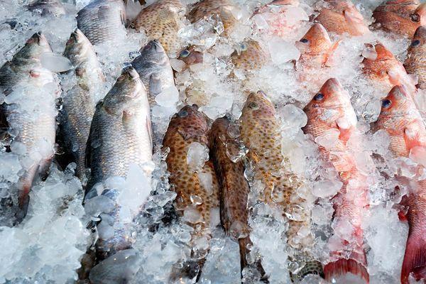 Фото 88 тонн рыбы с Дальнего Востока могут уничтожить в Нижнем Новгороде - Новости Живем в Нижнем