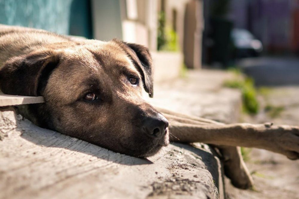 Глава Нижегородской области Никитин не одобряет идею усыпления бездомных собак