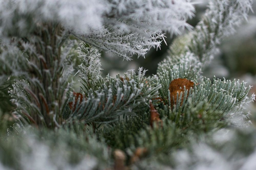 Фото Потепление до 0 градусов и снег с дождем ожидают нижегородцев на следующей неделе - Новости Живем в Нижнем