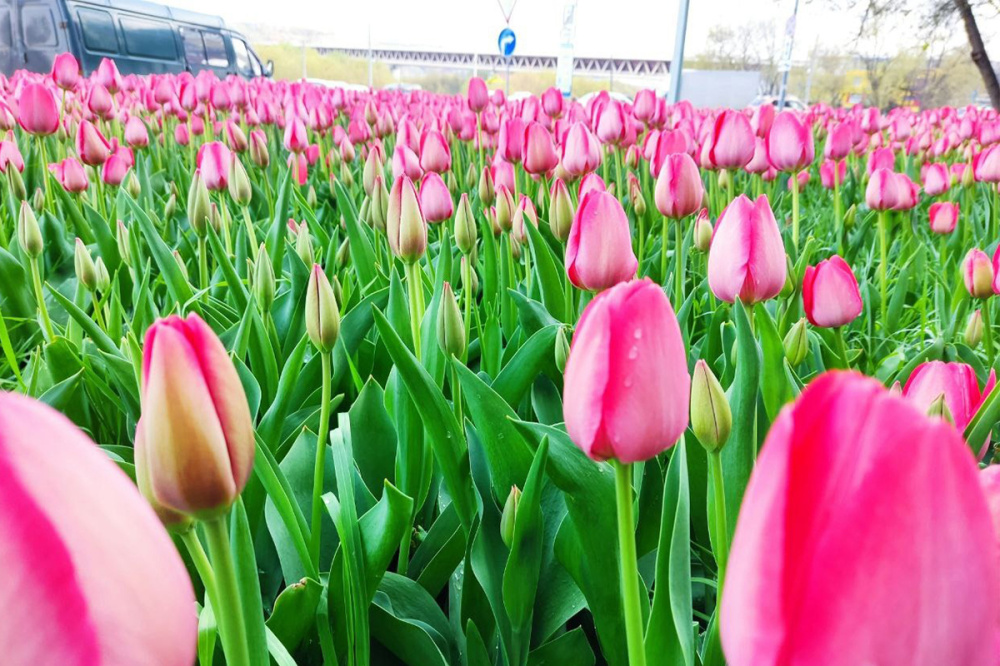 Тюльпаны начали распускаться в Канавинском районе Нижнего Новгорода