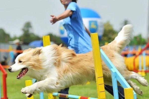 Две площадки для дрессировки собак построят в нижегородском парке «Швейцария» 