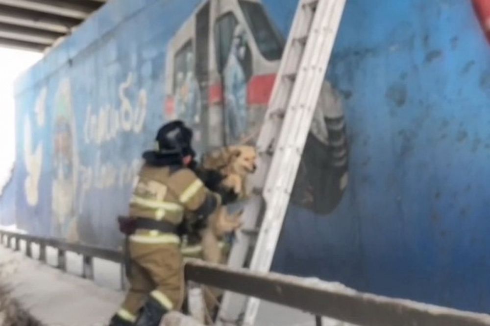 Нижегородские пожарные спасли собаку на Окском съезде