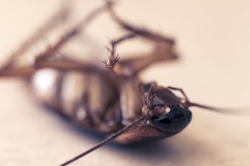 Нижегородская детская больница проведет обработку от тараканов в конце декабря