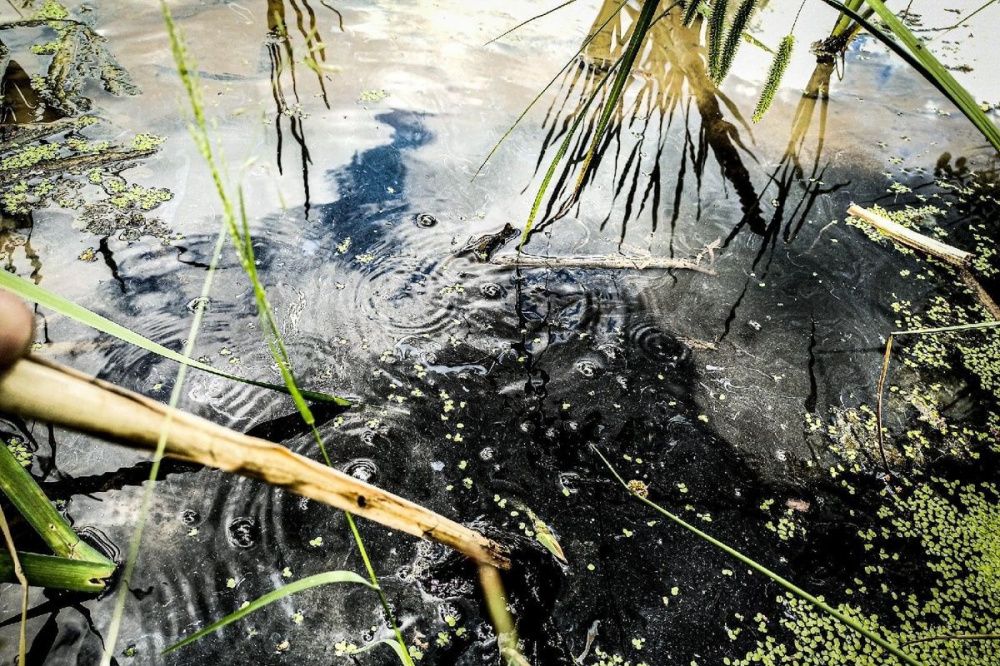 Массовая гибель рыбы отмечается в пожелтевшей реке в районе Дзержинска