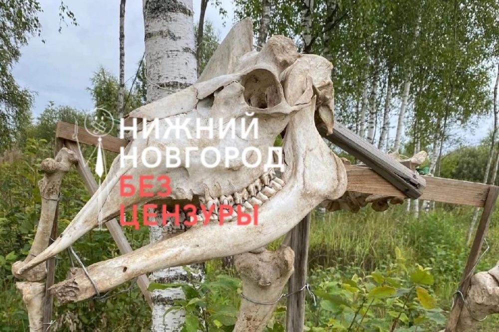 Охотник поделился снимком пугающей конструкции из костей в нижегородском лесу