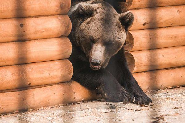 Фото В Балахне медведица из нижегородского зоопарка родила двойню - Новости Живем в Нижнем