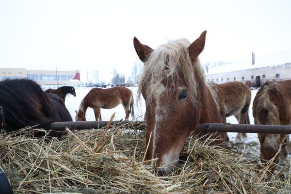 Нижегородское правительство посодействует в реконструкции Починковского конного завода