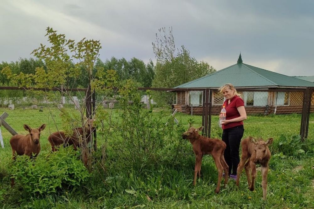 Оставшихся без матери лосят спасли в Нижегородской области