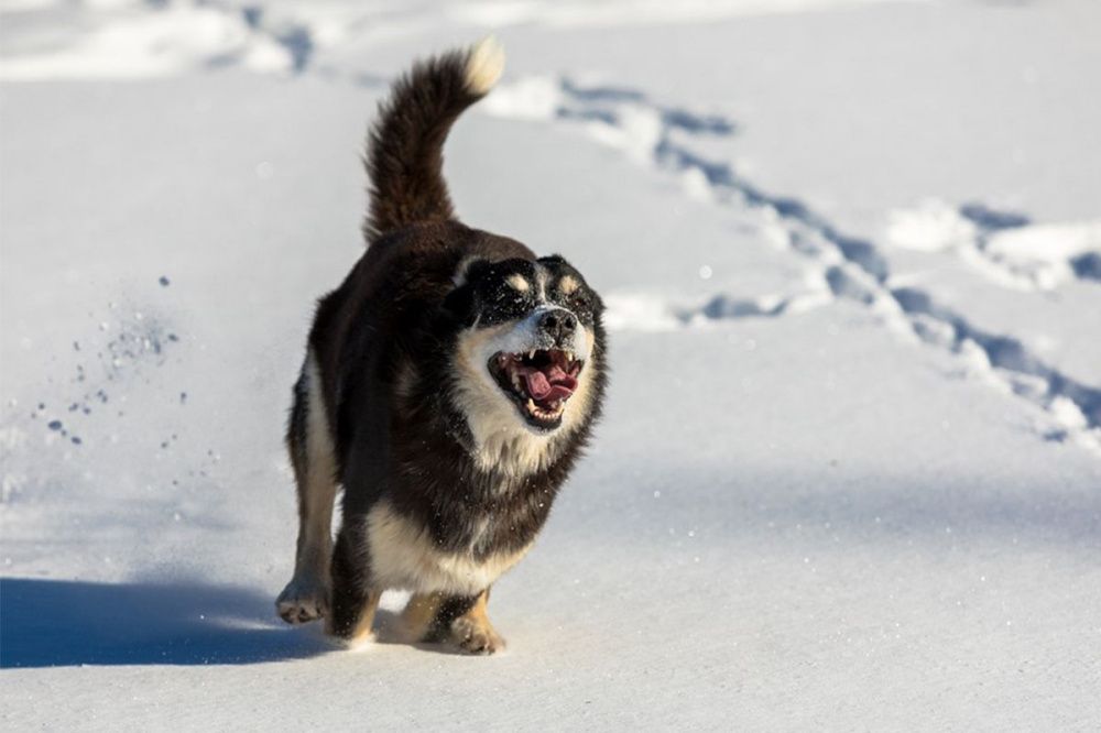 Фото Живодер убил пять собак в Выксунском районе - Новости Живем в Нижнем