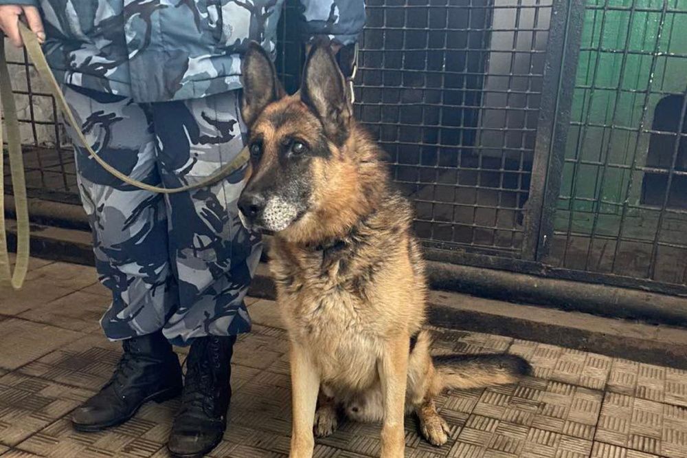Три служебные собаки в Нижнем Новгороде ищут себе новых хозяев