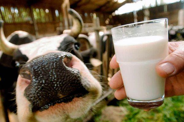 В нижегородском молоке обнаружены антибиотики